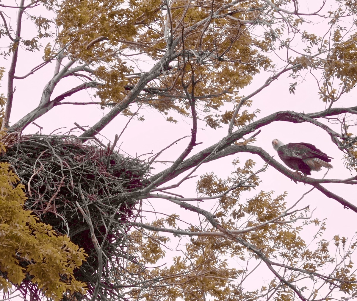 Bald Eagle - maxine reid