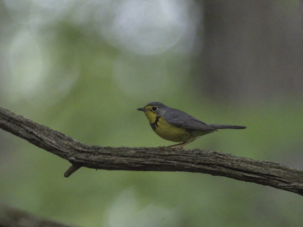 Canada Warbler - ML619563907