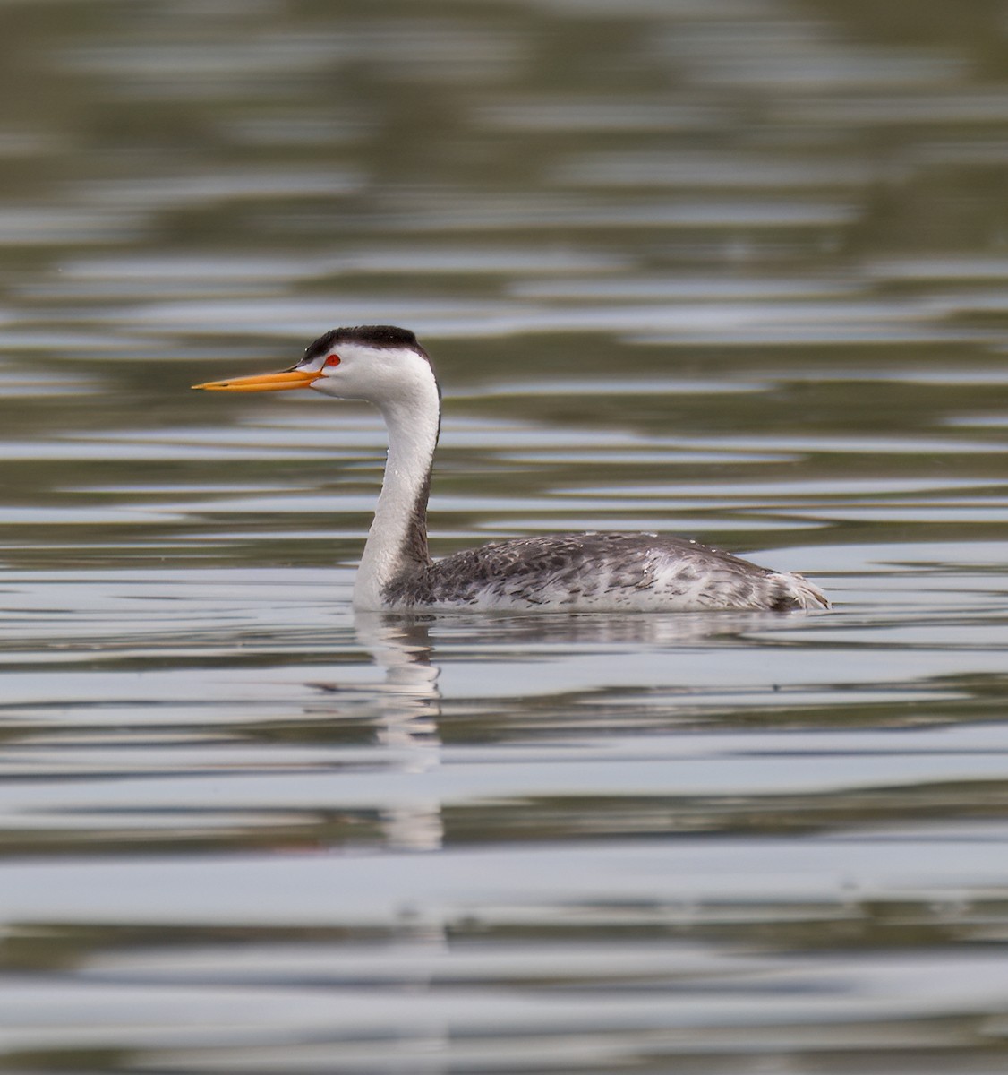 Clark's Grebe - Nicole Kaufmann