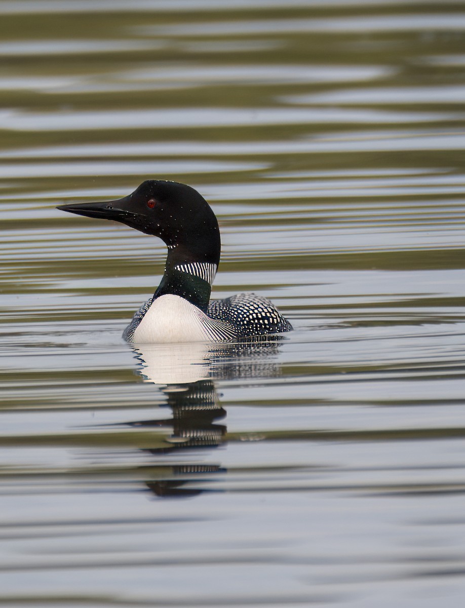 Common Loon - Nicole Kaufmann