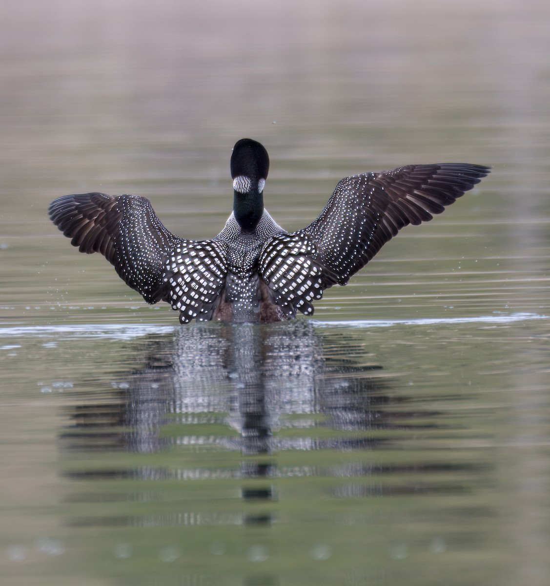 Common Loon - ML619563915