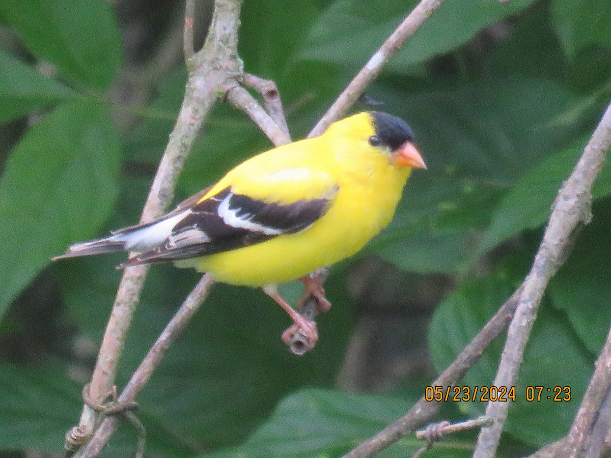 American Goldfinch - ML619563917