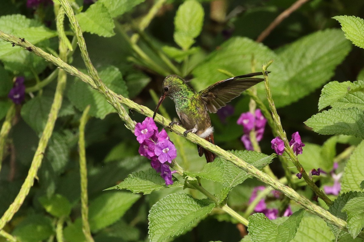 Rufous-tailed Hummingbird - John and Milena Beer