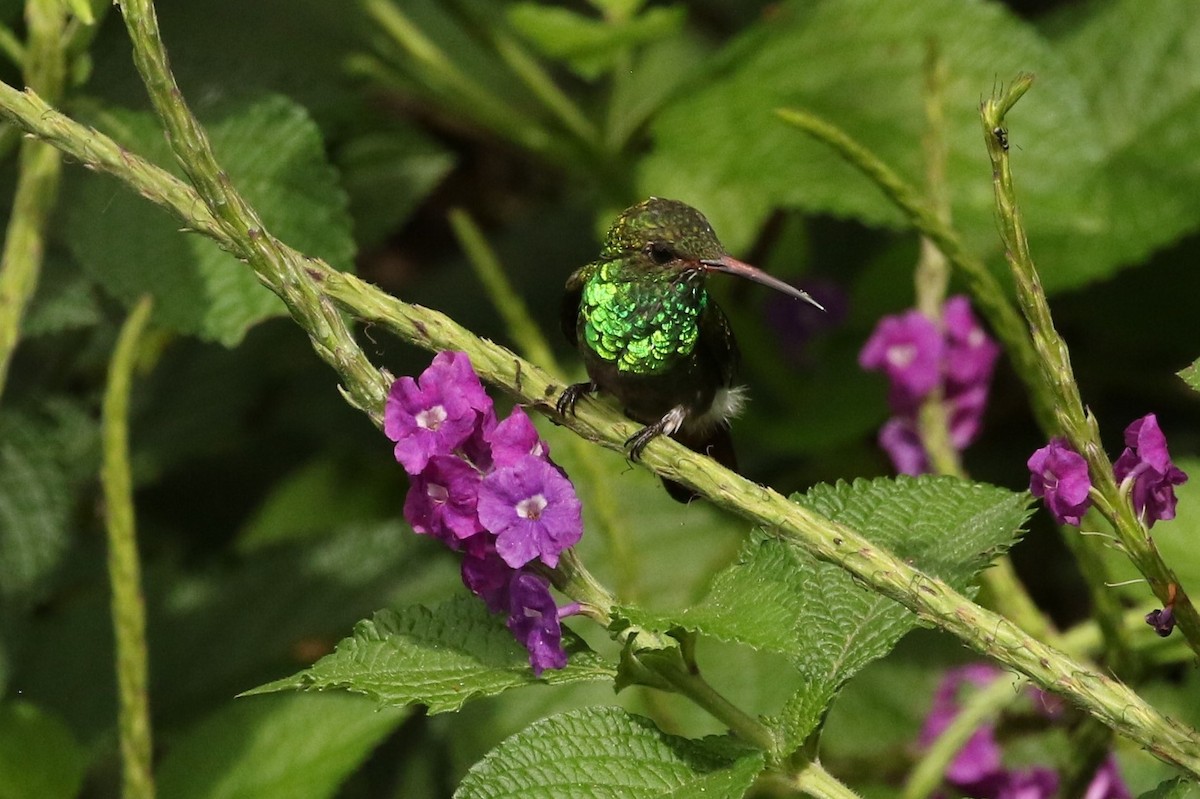 Rufous-tailed Hummingbird - John and Milena Beer