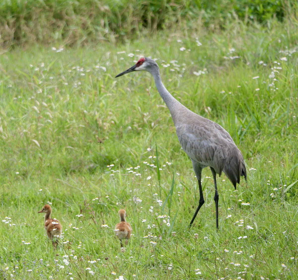 Sandhill Crane - Rebecca Smith