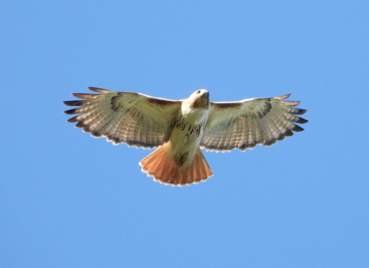 Red-tailed Hawk - Martin Berg