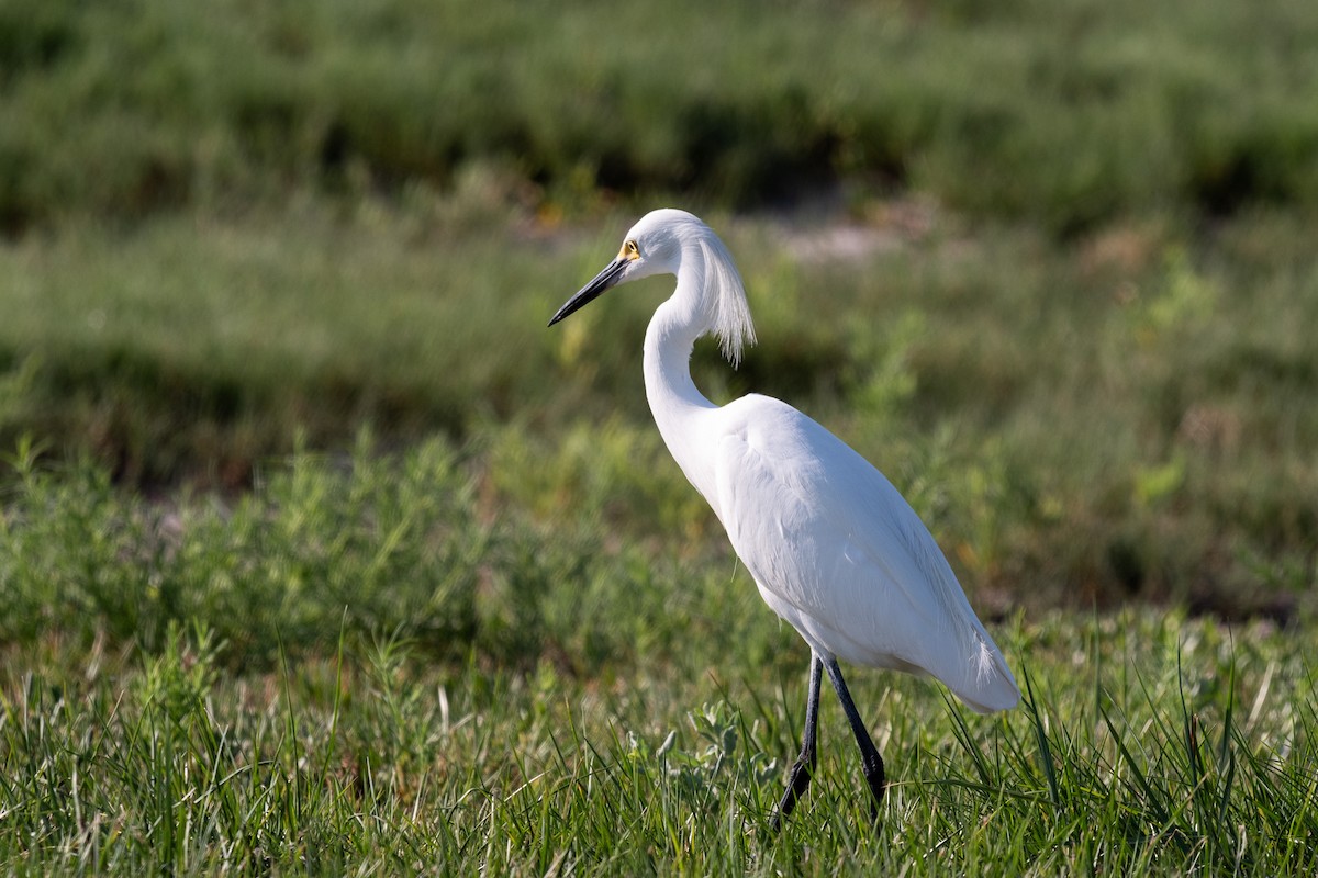 Snowy Egret - John Swenson