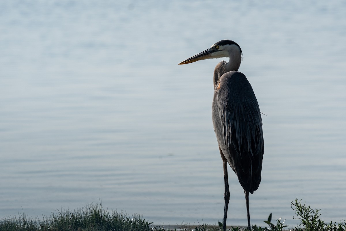 Great Blue Heron - John Swenson