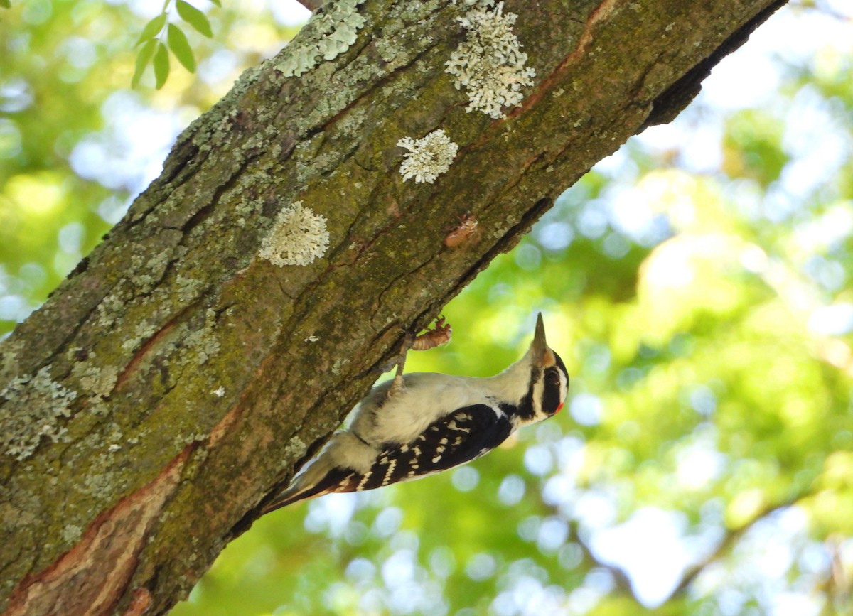 Hairy Woodpecker - Martin Berg