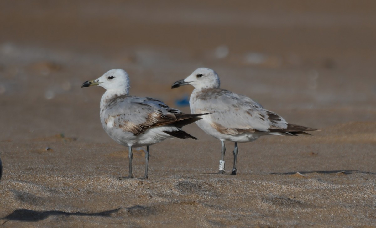 Audouin's Gull - Viorel-Ilie ARGHIUS