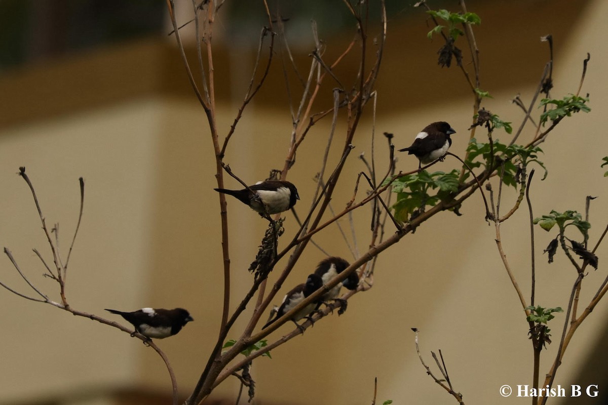 White-rumped Munia - ML619563935