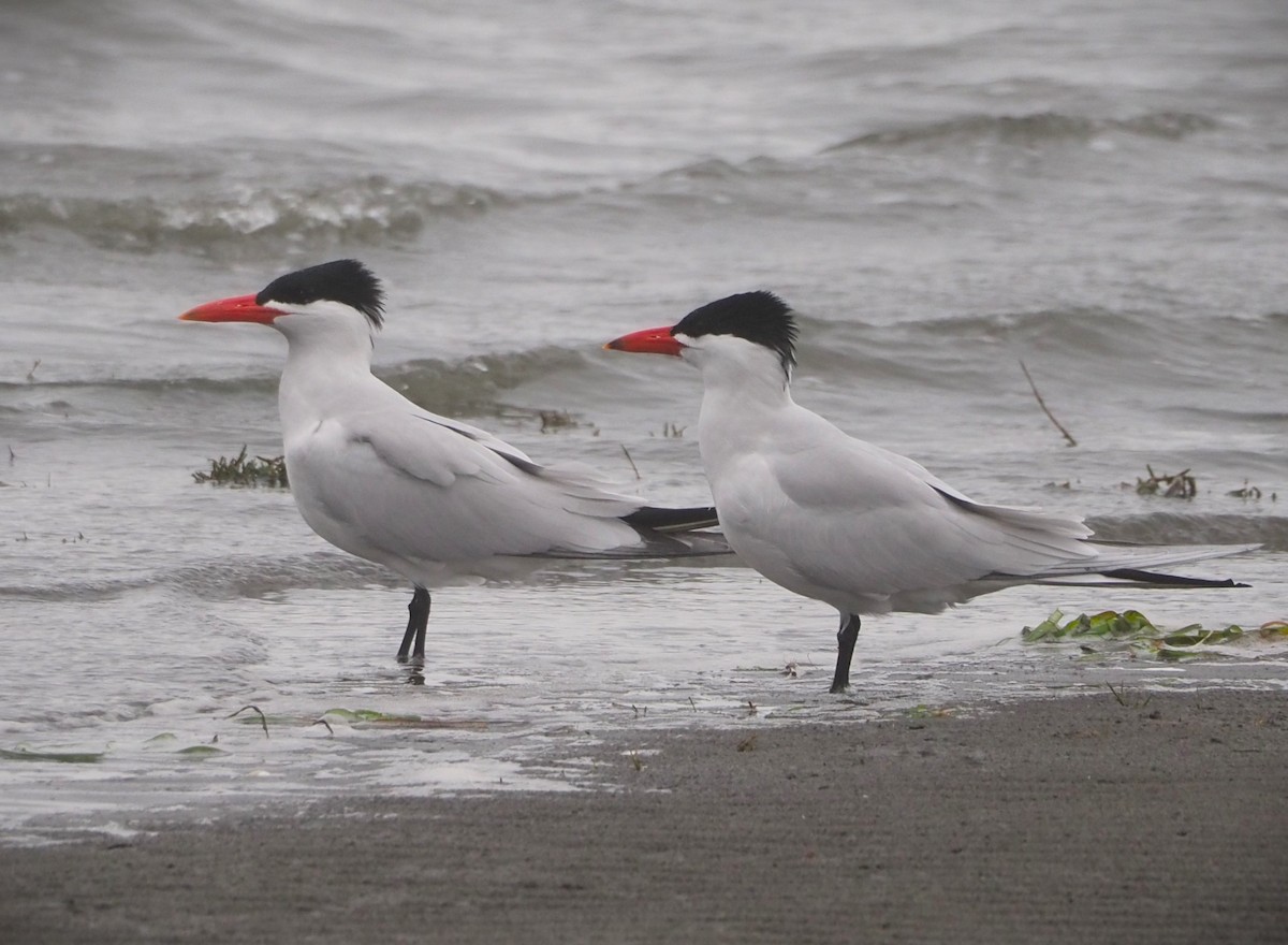 Caspian Tern - Dick Cartwright