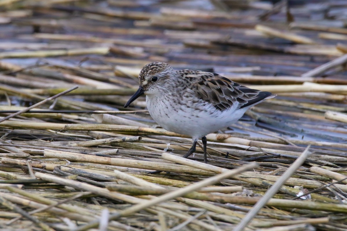 Semipalmated Sandpiper - Devin Griffiths