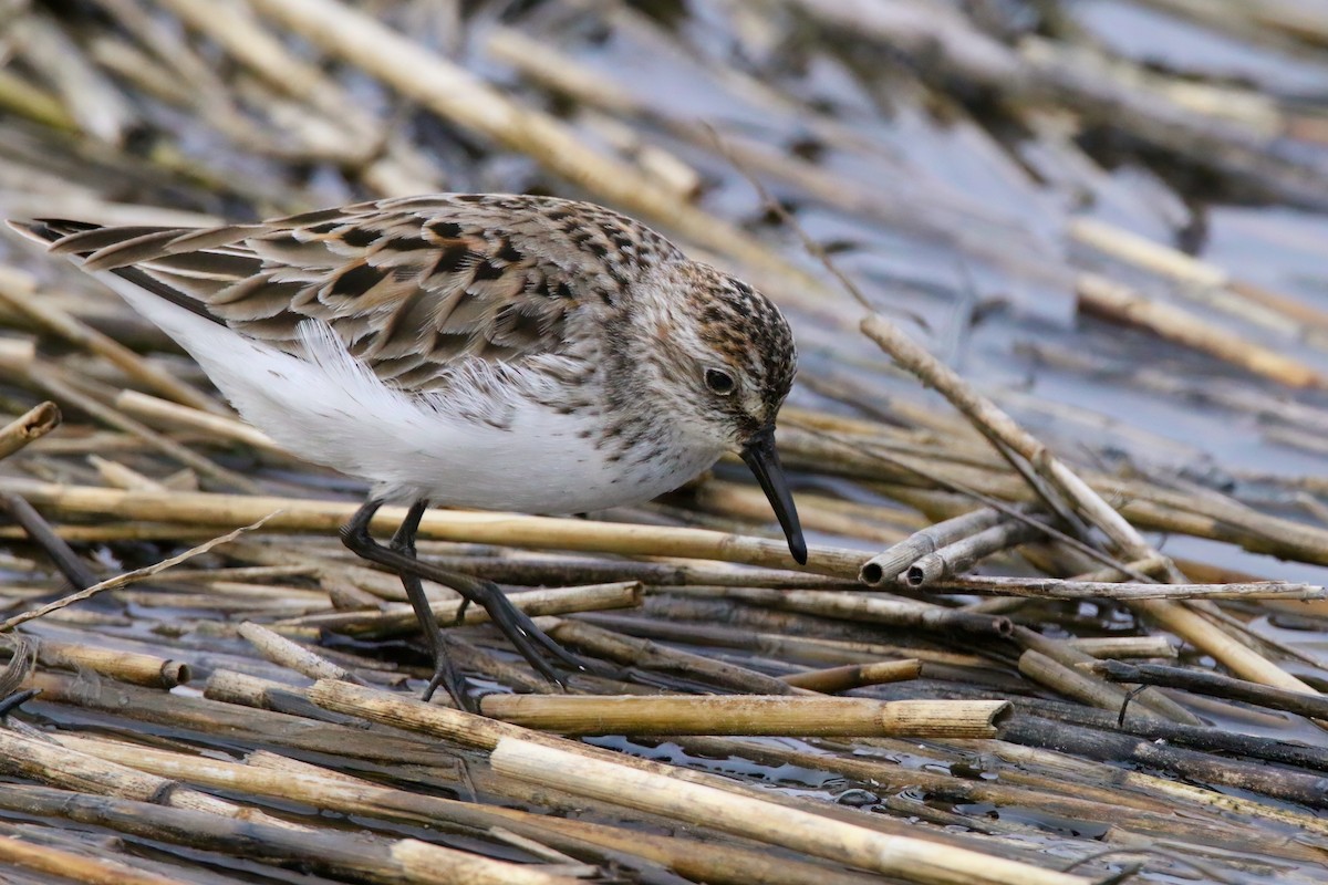 Semipalmated Sandpiper - Devin Griffiths