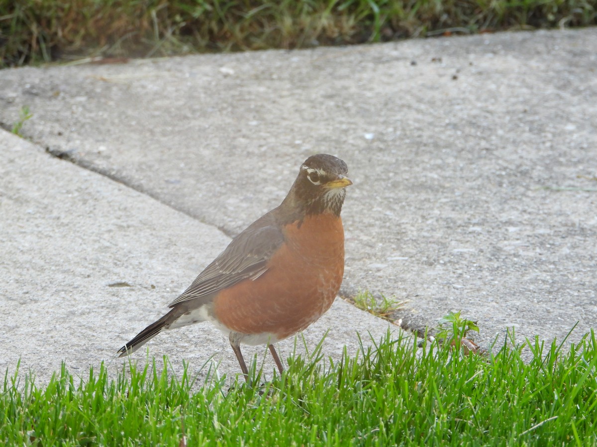 American Robin - Martin Berg