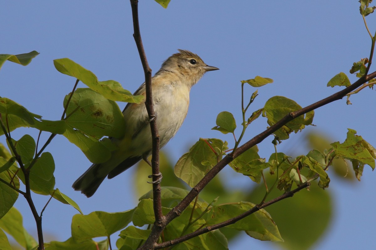 Bay-breasted Warbler - Devin Griffiths