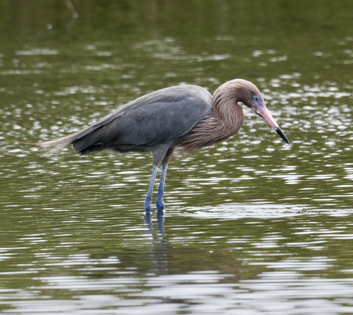 Reddish Egret - Rebecca Smith