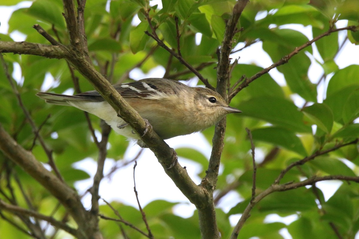 Bay-breasted Warbler - Devin Griffiths