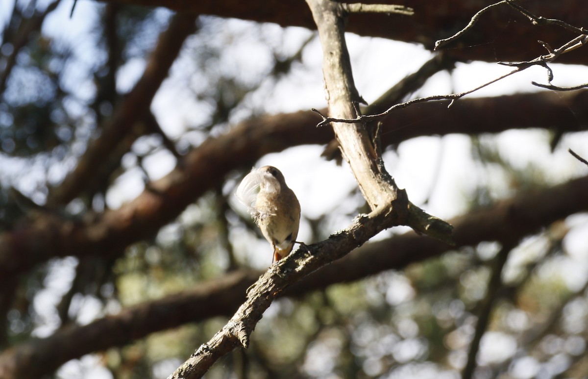 Common Redstart - Kit Britten