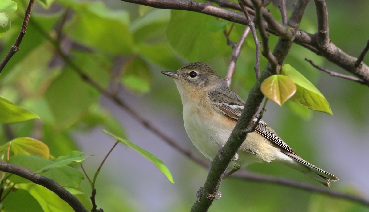 Bay-breasted Warbler - Devin Griffiths