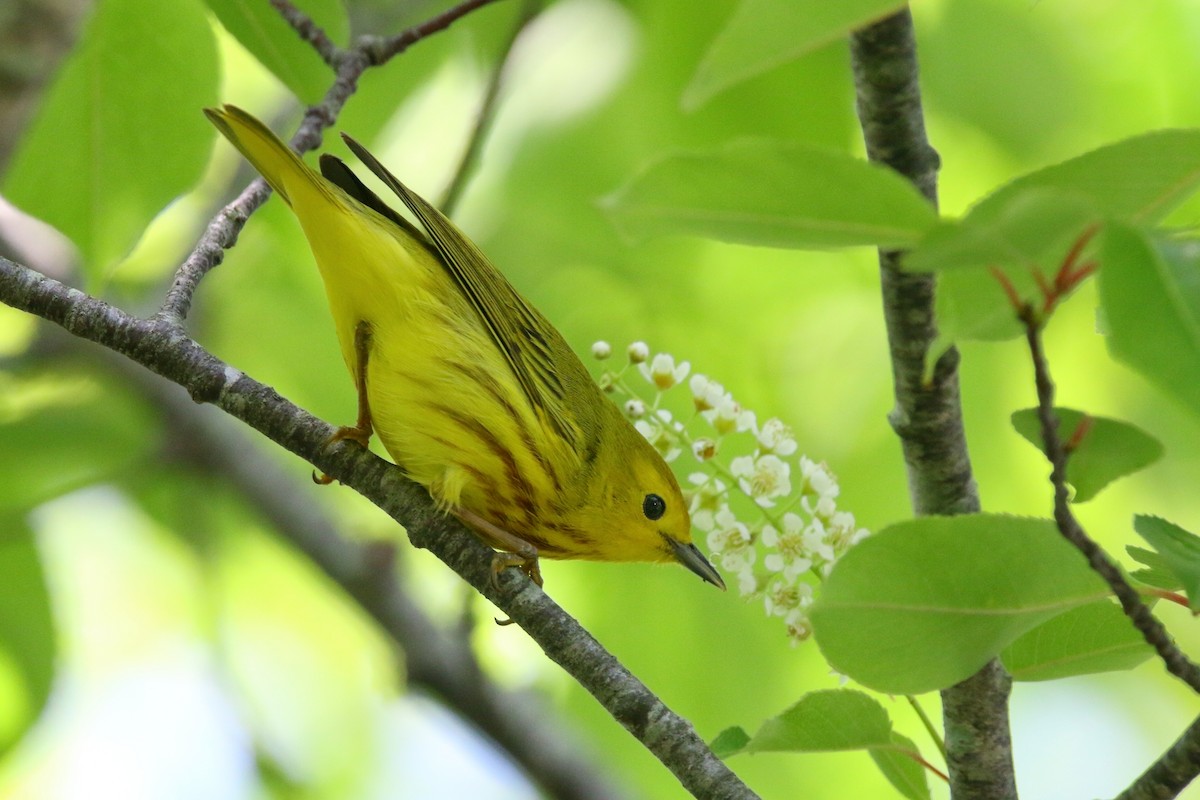 Yellow Warbler - Devin Griffiths