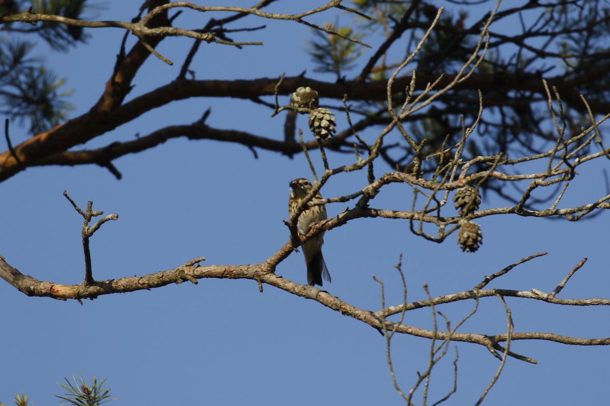 Tree Pipit - Kit Britten