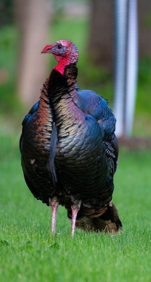 Wild Turkey - ML619563957