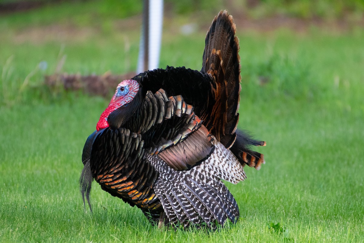 Wild Turkey - Anuj Ghimire