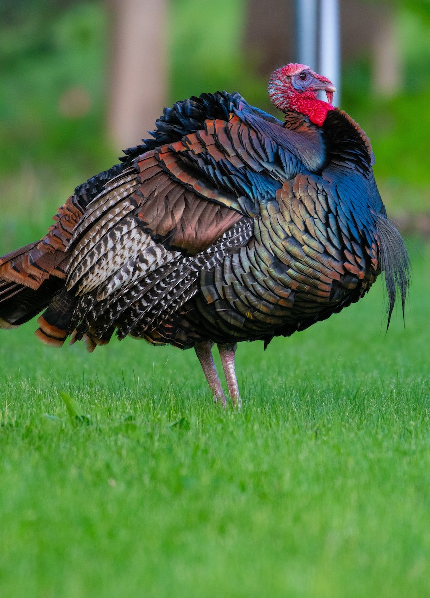 Wild Turkey - ML619563960