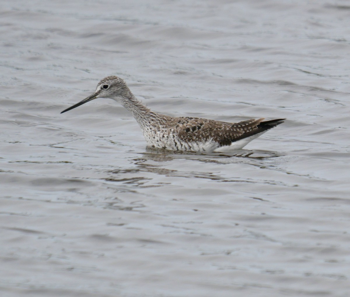 Greater Yellowlegs - Rebecca Smith