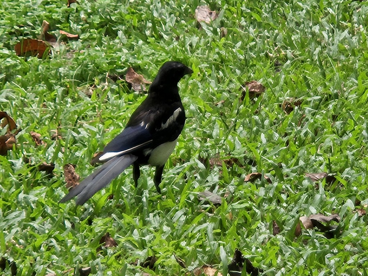 Oriental Magpie - Chengheng Hu