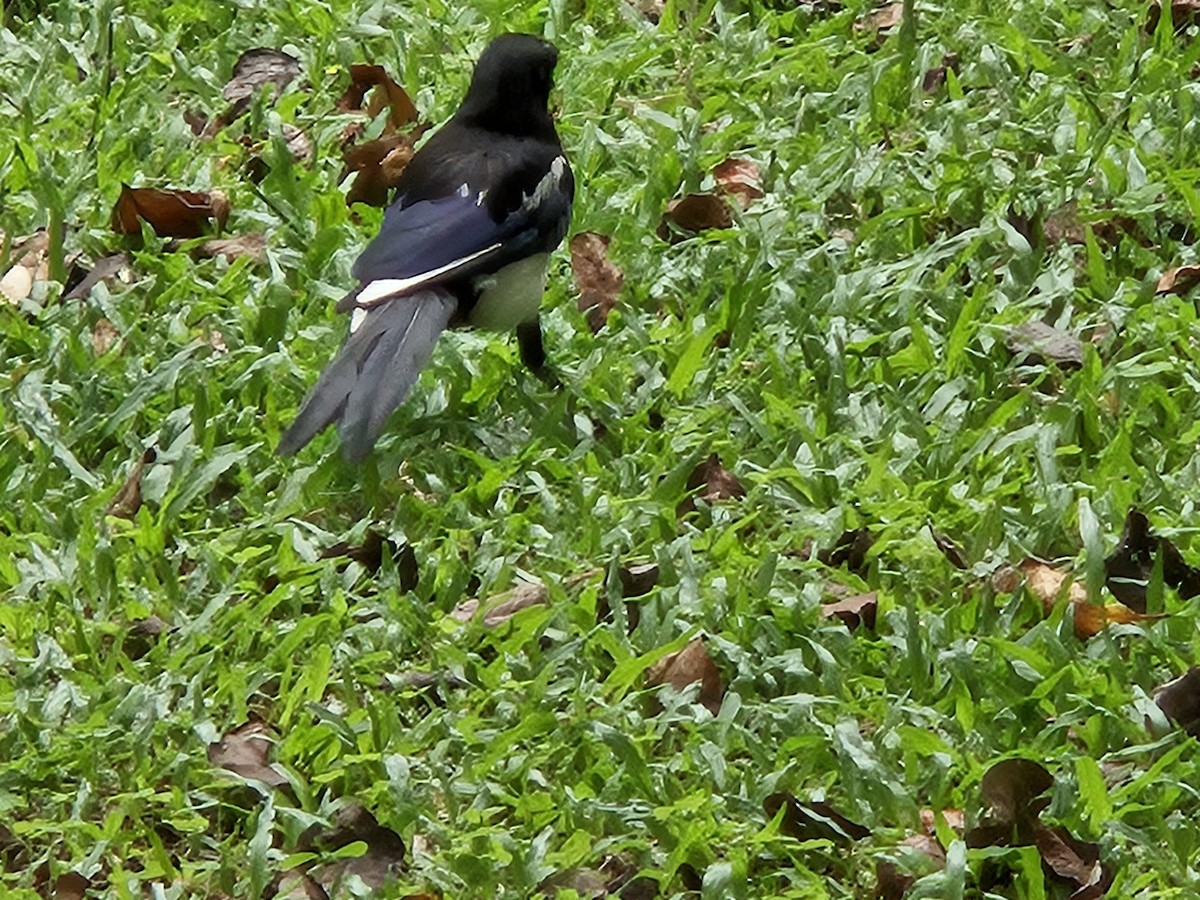 Oriental Magpie - Chengheng Hu