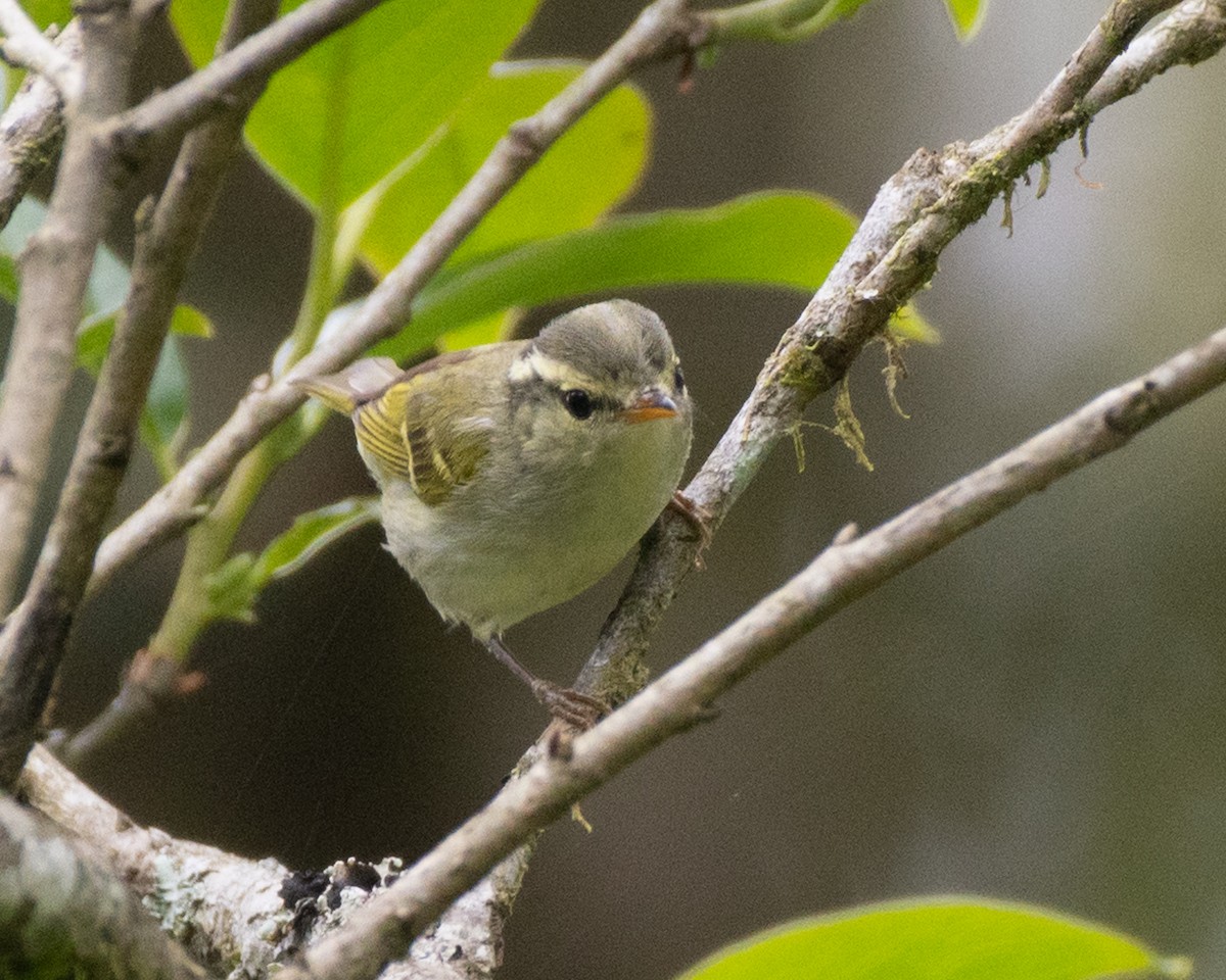 Blyth's Leaf Warbler - Sumit Kayal