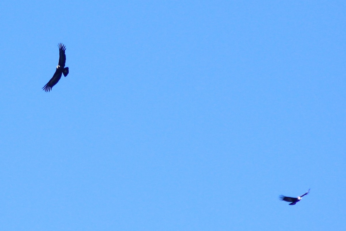 Andean Condor - Rafael Romagna