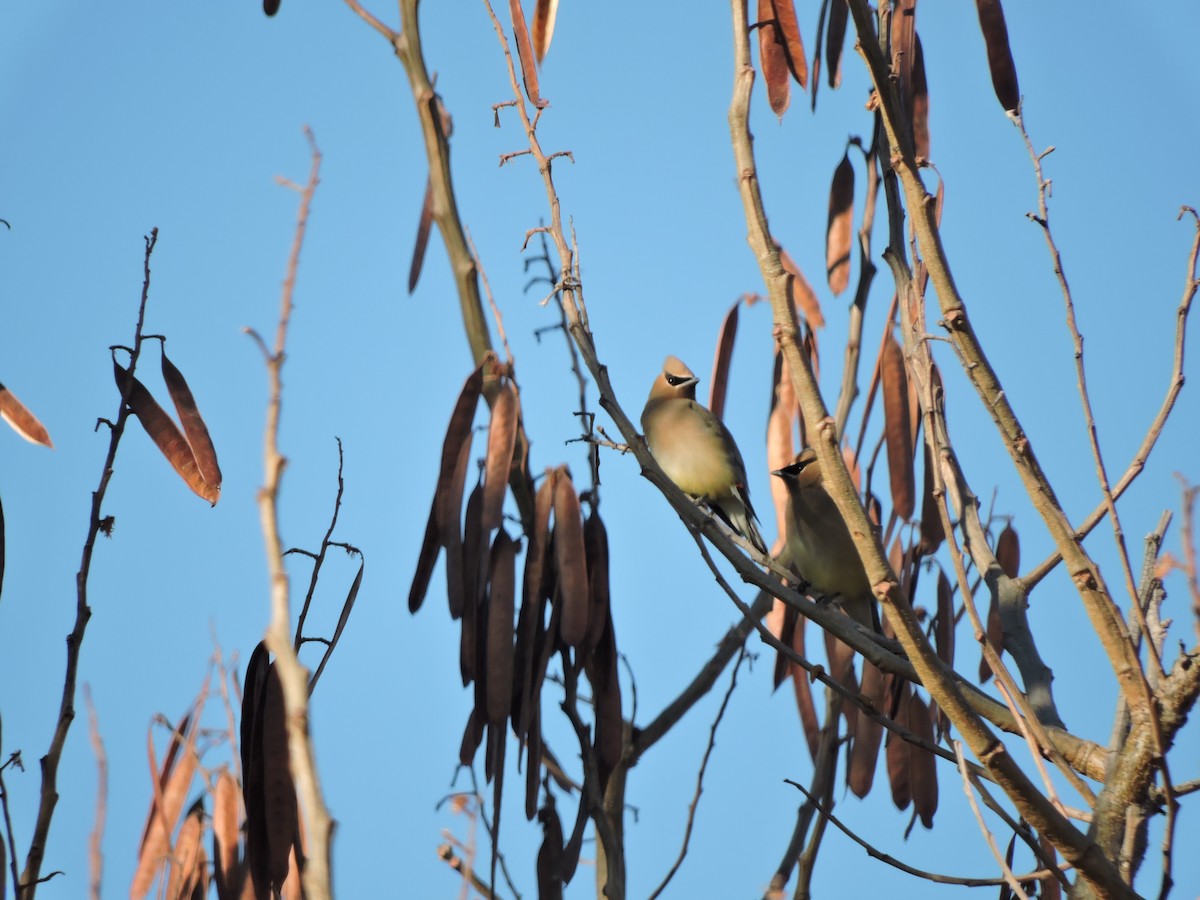 Cedar Waxwing - Francisco J. Muñoz Nolasco