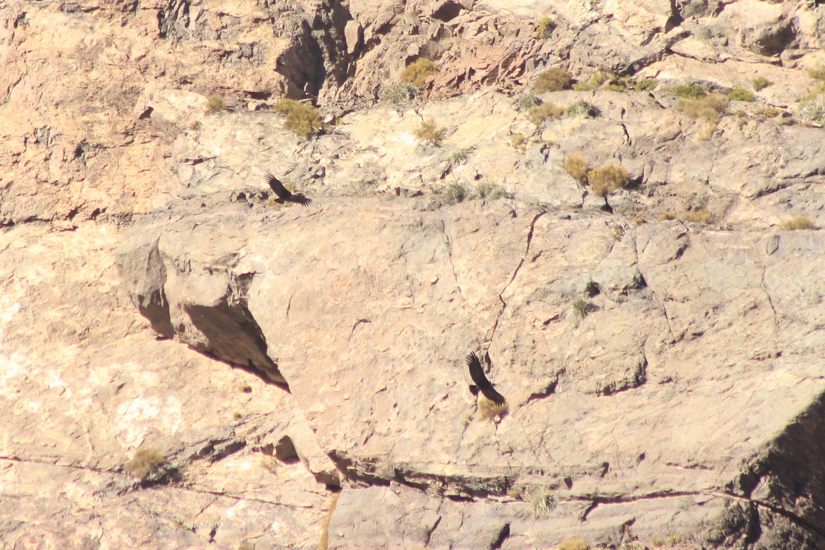 Andean Condor - Rafael Romagna