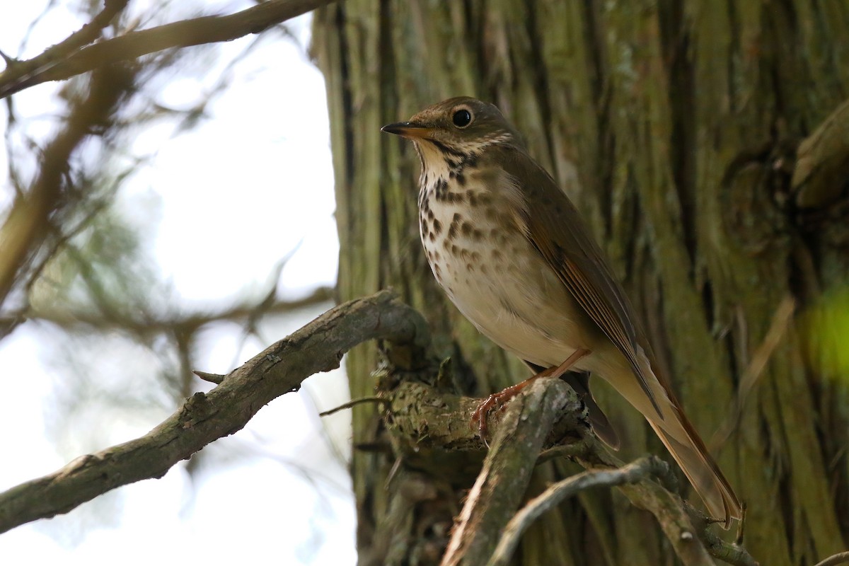 Hermit Thrush - Devin Griffiths