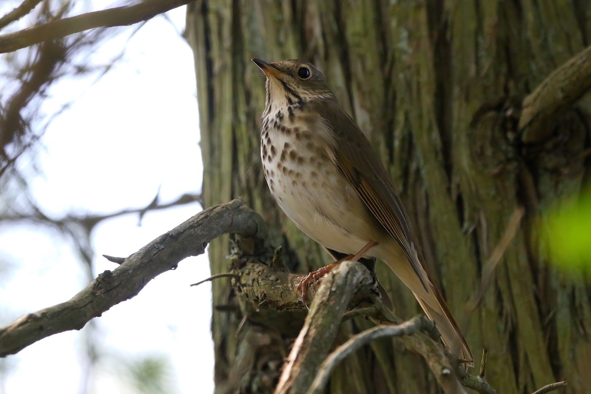 Hermit Thrush - Devin Griffiths