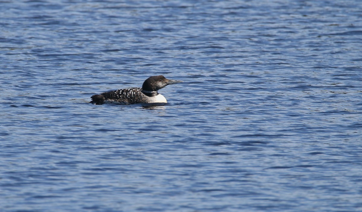 Common Loon - Devin Griffiths