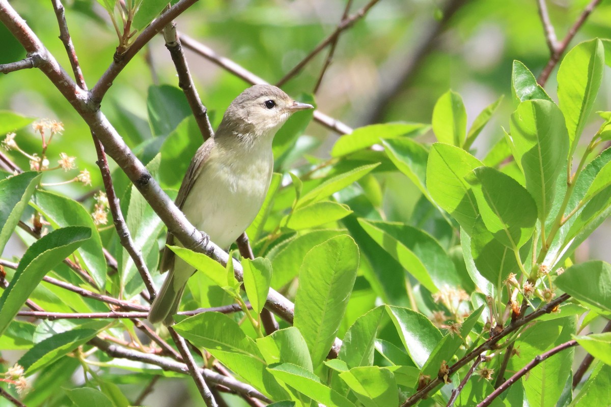 Warbling Vireo - James Cummins