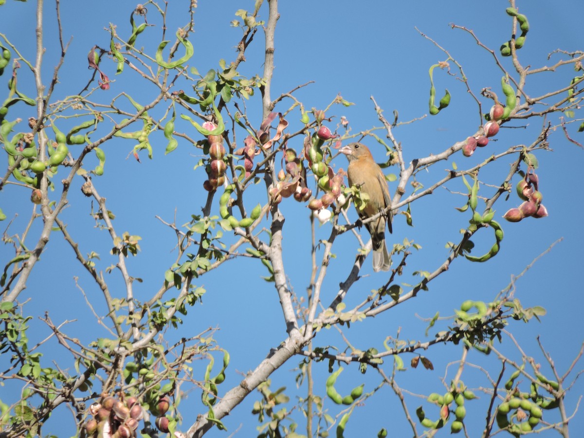 Blue Grosbeak - Francisco J. Muñoz Nolasco