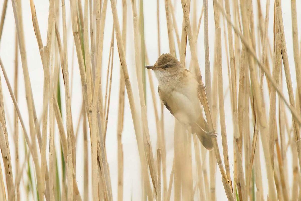 Great Reed Warbler - Matthew Mellor