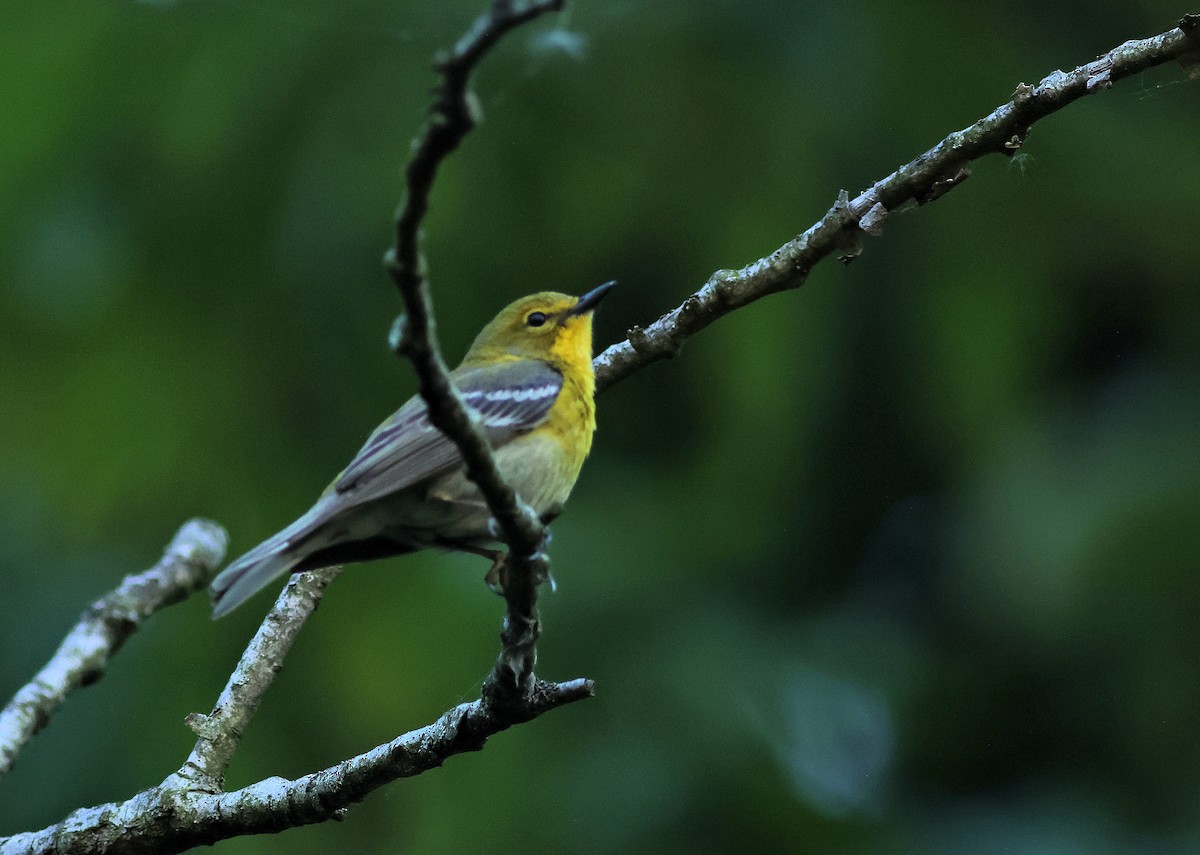 Pine Warbler - Denise Dykema