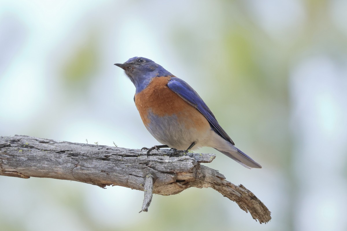 Western Bluebird - James Cummins