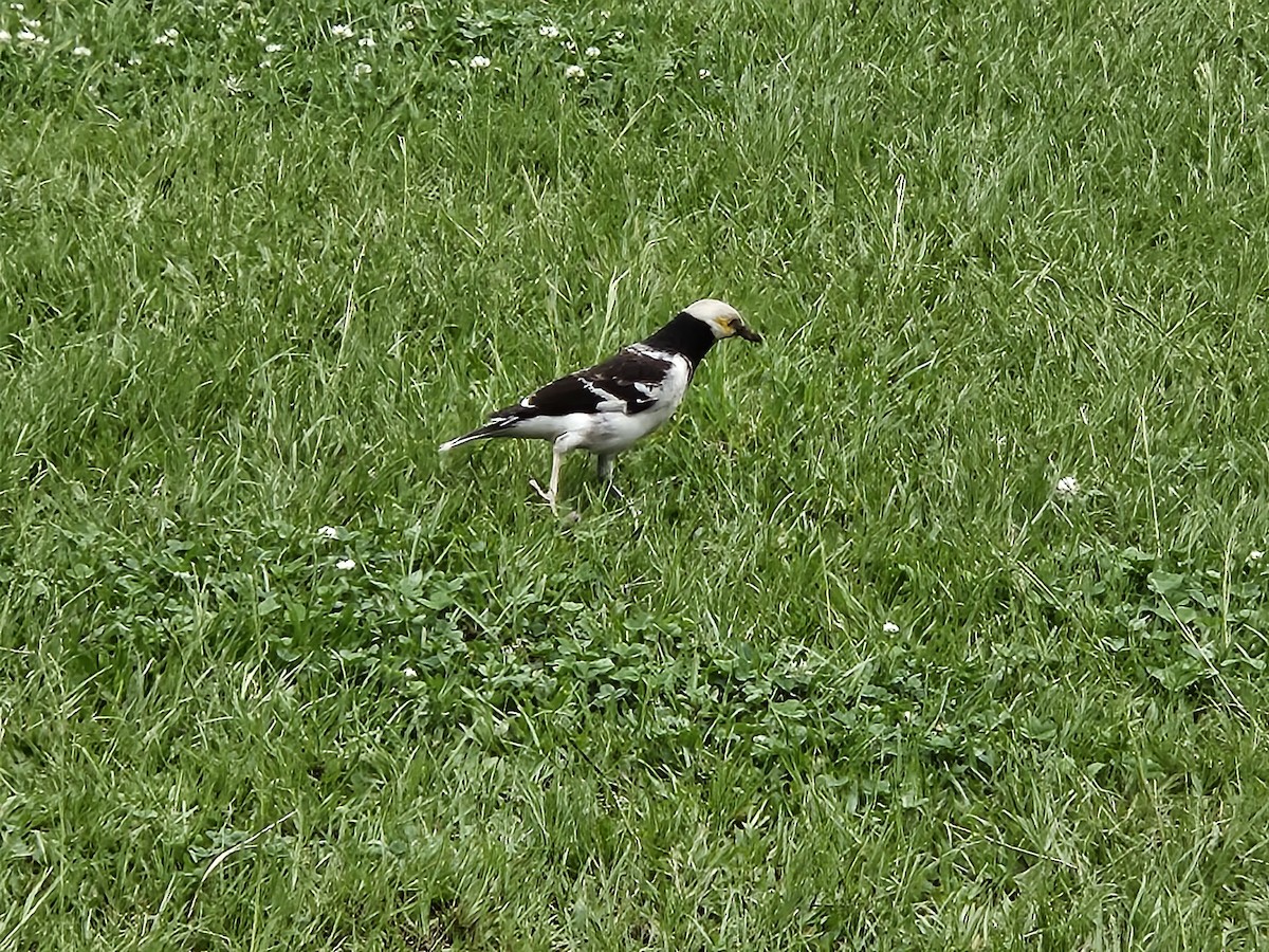 Black-collared Starling - Chengheng Hu