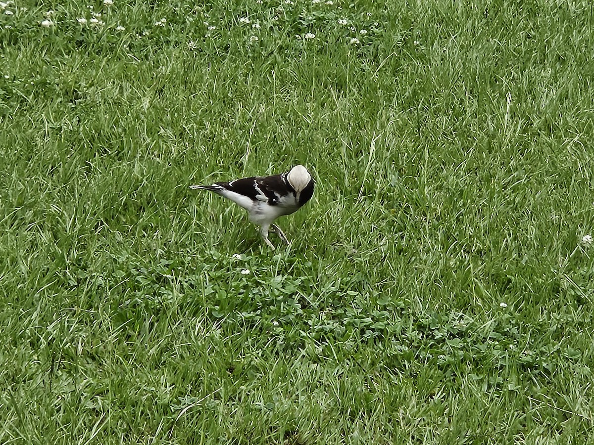 Black-collared Starling - Chengheng Hu