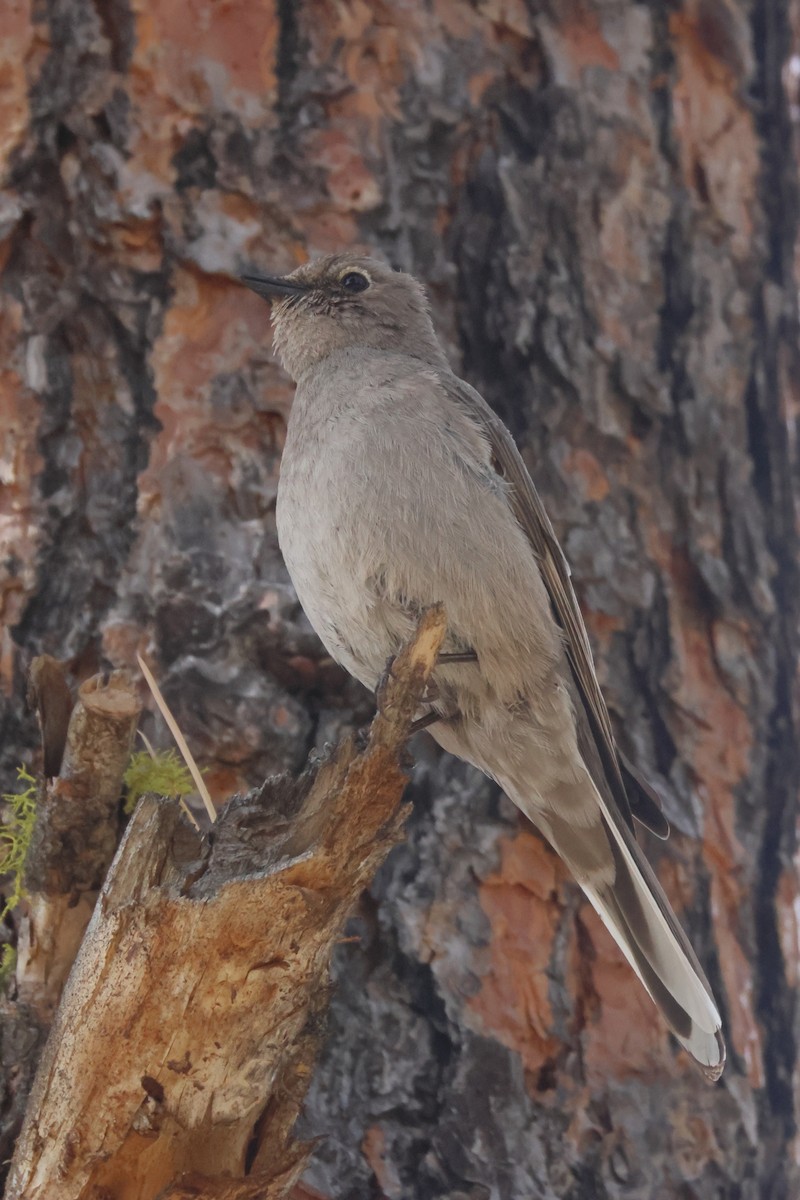 Townsend's Solitaire - James Cummins