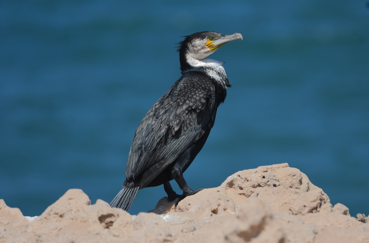 Great Cormorant (Moroccan) - Viorel-Ilie ARGHIUS