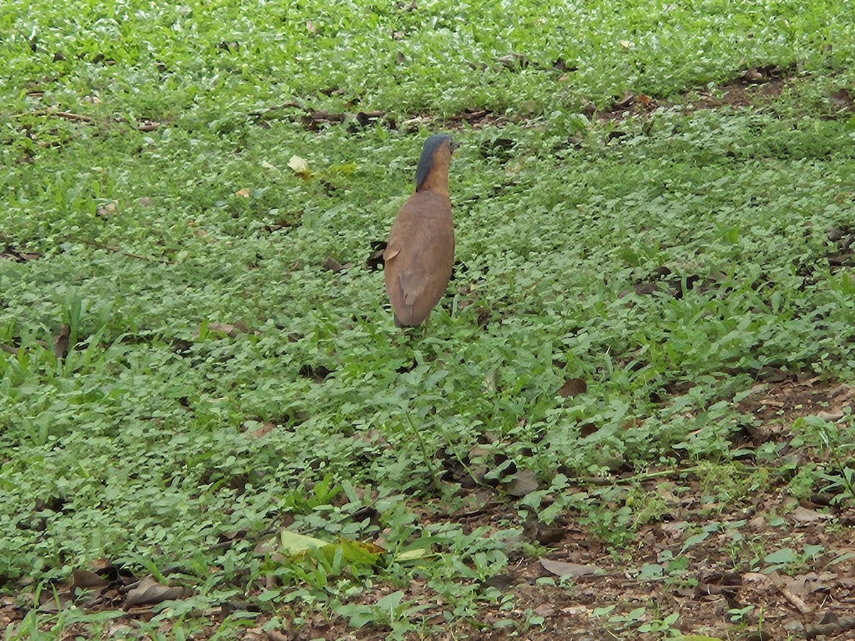 Malayan Night Heron - Chengheng Hu