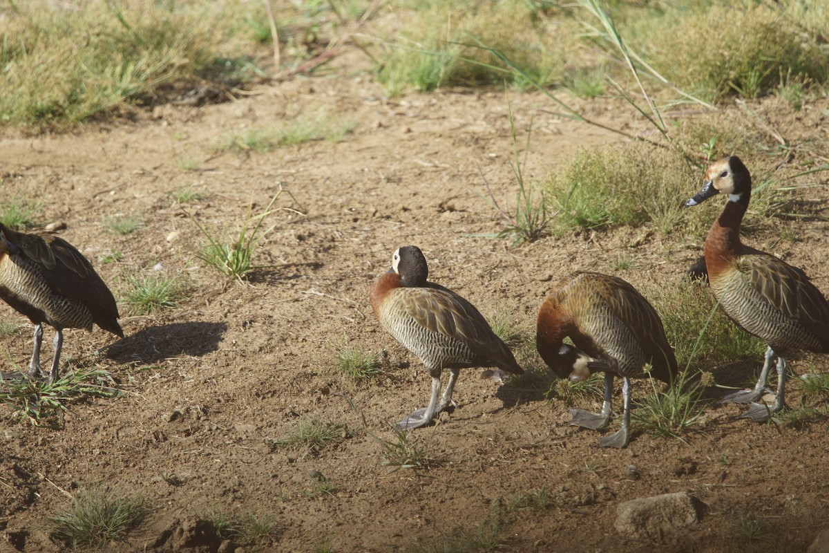 White-faced Whistling-Duck - ML619564033